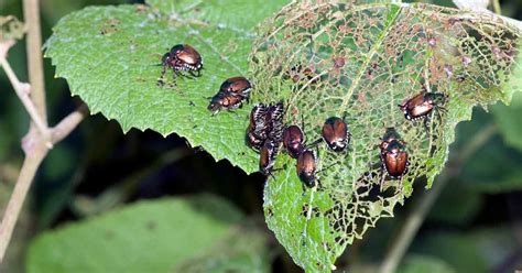 What is Integrated Pest Management (IPM)?