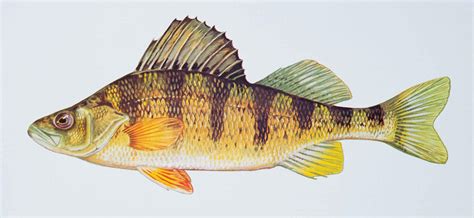 State lowers perch fishing limit | Interlochen