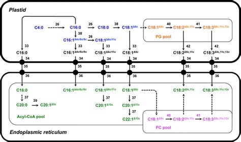 Fatty acid desaturation. The scheme depicts the different pathways ...