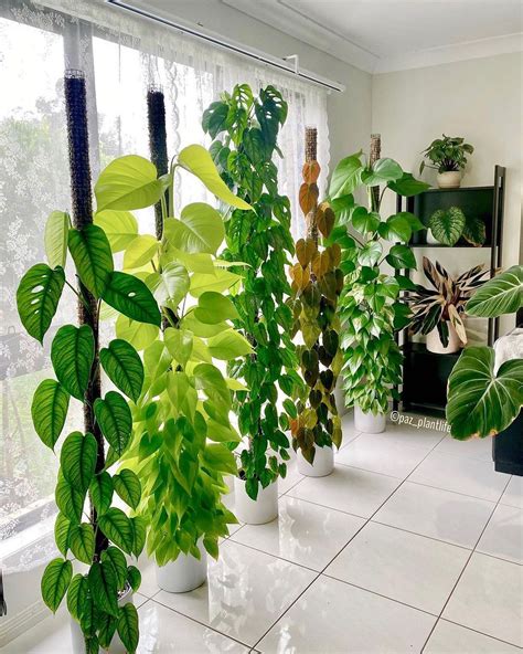 Low Light Indoor Plants That Clean Air | Shelly Lighting