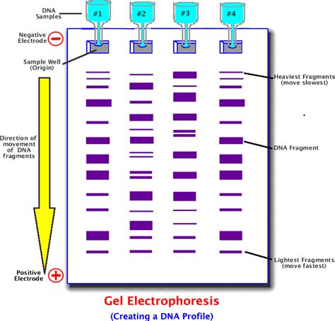 Gel Electrophoresis