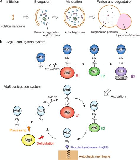 Autophagy Steps