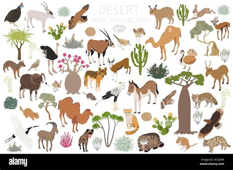 Desert biome, xeric shrubland biome, natural region infographic ...