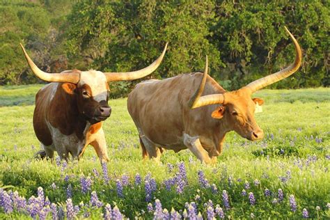 Texas Longhorn Cattle Photograph - Texas Longhorn Cattle Fine Art Print ...