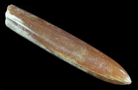 3.4" Agatized Belemnite Fossil - Sweden For Sale (#66260) - FossilEra.com