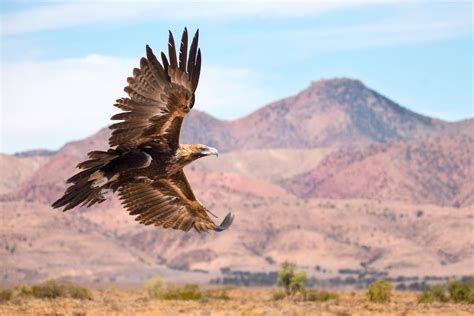 The Wedge-tailed eagle is Australia's largest bird of prey, and always ...