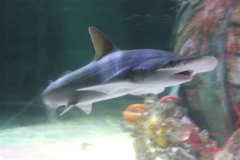 Case Study: Sharks in aquariums - Sea Lies