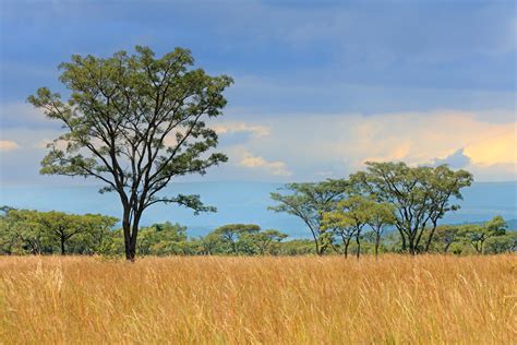 Grasslands Biome Plants