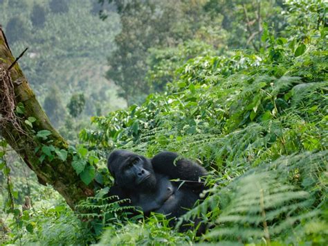 Bwindi National Park Holidays - Uganda - Steppes Travel