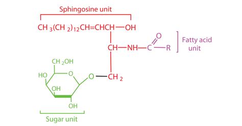 Cerebrosides