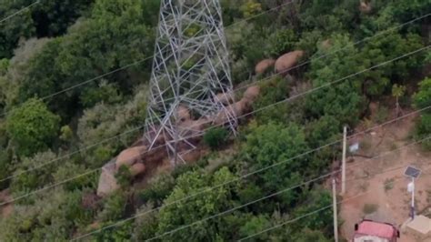 Elephant herd that captivated world is heading home | CNN