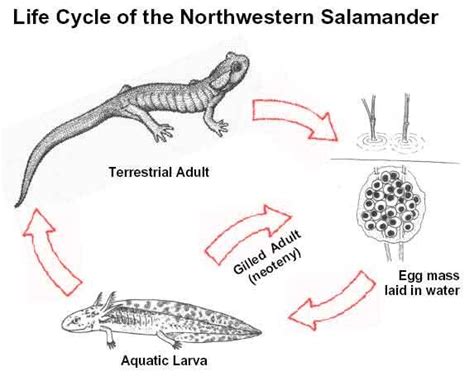 Life Cycles of Salamanders