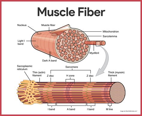 Muscular System Anatomy and Physiology - Nurseslabs