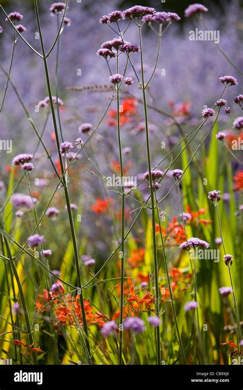 Rows of Lavender Stock Photo - Alamy