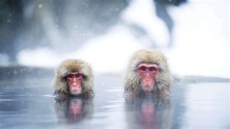 How snow monkeys enjoy the winter in hot springs - CGTN