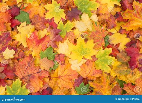 Orange, Red, Yellow and Green Maple Leaves Fall Background Stock Image ...