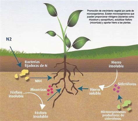 Los microorganismos del suelo y su aprovechamiento en la Agricultura ...