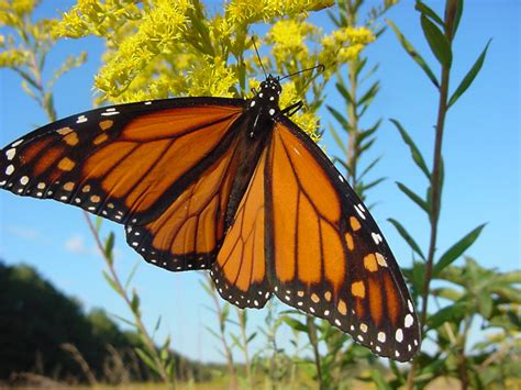 Monarch Butterfly - Danaus plexippus - NatureWorks