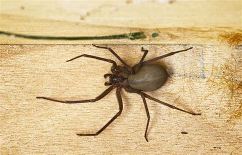 Wolf spider bite: Symptoms, treatment, and prevention