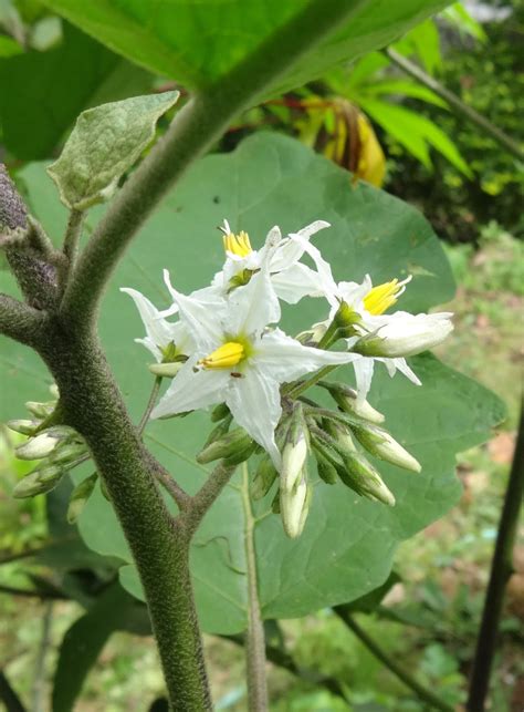 Herbs from Distant Lands: Solanum torvum - Pea Aubergine, Susumber ...