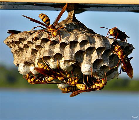 Polistes major major - Wikipedia