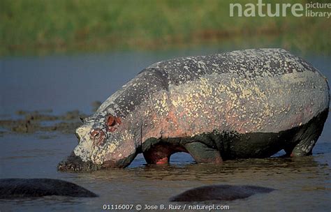 Stock photo of Hippopotamus covered in drying mud {Hippopotamus ...