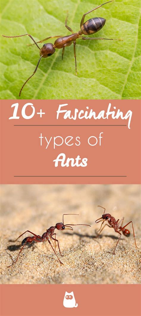 Types of Ants - Characteristics and Photos - Top 10 | Types of ants ...