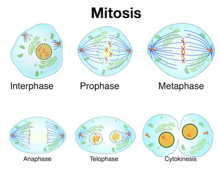 Interpreting Models of Mitosis & Meiosis Practice | Biology Practice ...