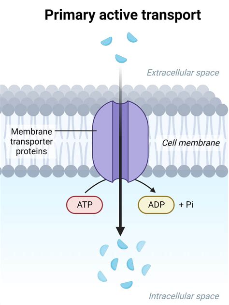 Active Transport- Definition, Types, Process, Examples