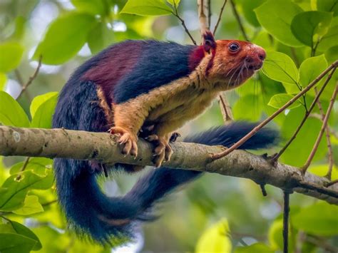 Indian Giant Squirrel-Oddly Beautiful And Colorful Giant Squirrel ...