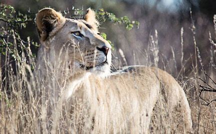 Rescued Circus Animals Arrive at U.S. Sanctuary | Animal sanctuary ...