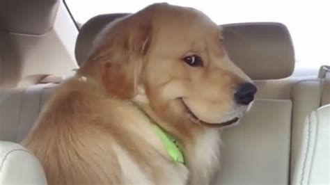 Smiling Dog / Evil Dog in Backseat | Know Your Meme