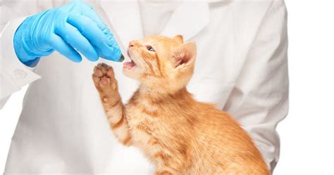 Why is paracetamol toxic to cats? | LoveCATS World