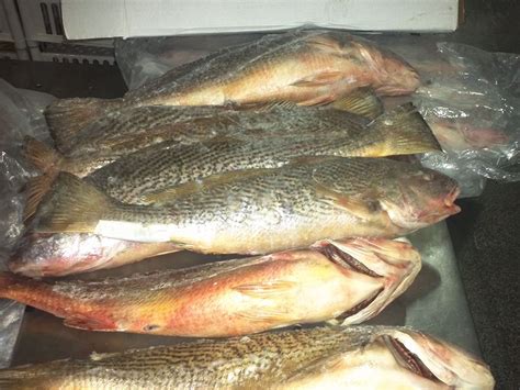 Yellow Croaker Fish at Rs 300/kilogram | सीफूड - M/s Arati ...