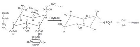 Phytase - Creative Enzymes