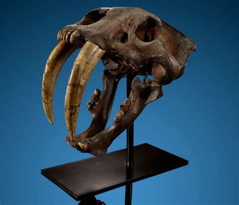 Rare saber-tooth cat skull fossil could make $1M at auction