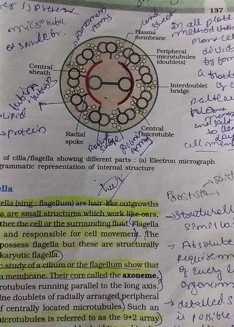 of cilia/flagella showing different parts : (a) Electron micrograph sramm..