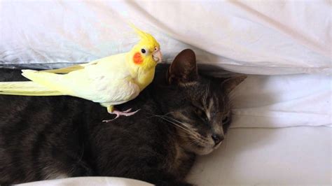 Many People Think Cats And Birds Are Enemies, But This Video Proves ...