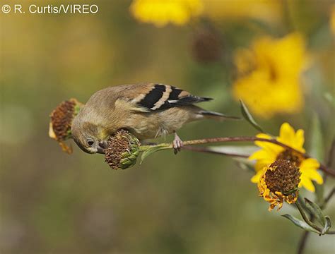 American Goldfinch c22-41-002.jpg