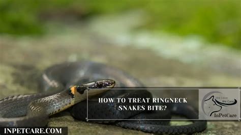 Are Ringneck Snakes Poisonous? » In Pet Care