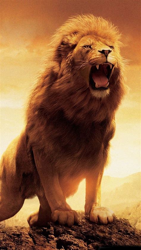 The Lion's Roar - things I have learnt (part 1) — Adonsonia Lodge