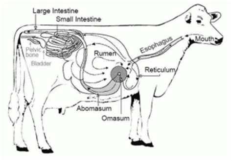 General Anatomy of the Ruminant Digestive System