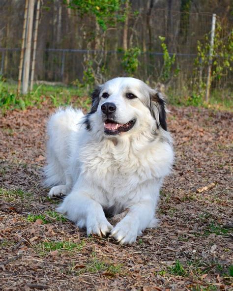 Anatolian Shepherd Great Pyrenees Mix: Info, Pictures, Facts, FAQs & More