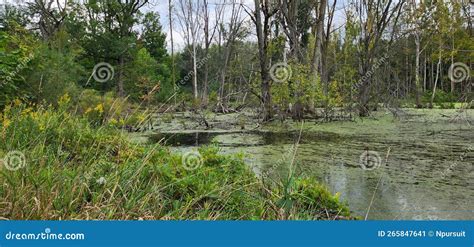 Marshy area in the Fall stock image. Image of trail - 265847641