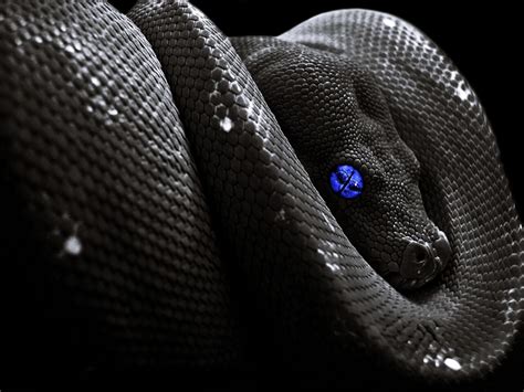 Aesthetic Black Snake Desktop Wallpapers - Wallpaper Cave