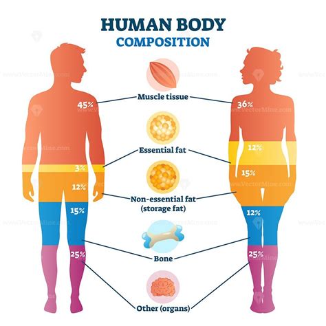 Human body composition infographic, vector illustration diagram ...