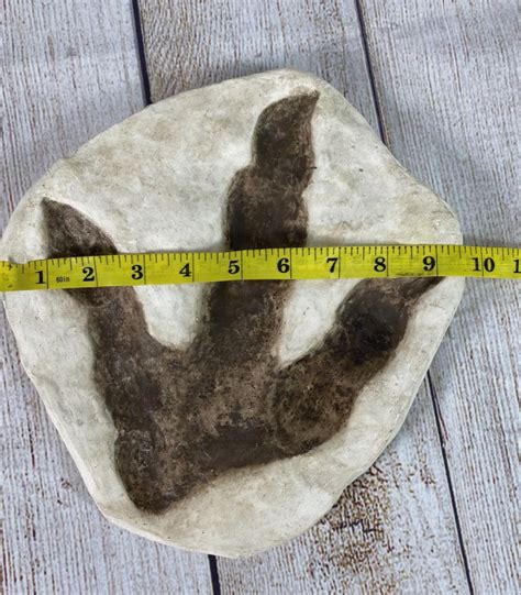 Dinosaur Large Footprint Track Cast Replica Carnosaur Jurassic Virgini ...