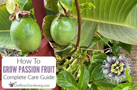 Growing Passion Fruit: Complete Plant Care Guide