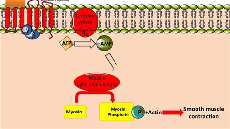 Salbutamol (Ventolin): Mechanism of Action - YouTube