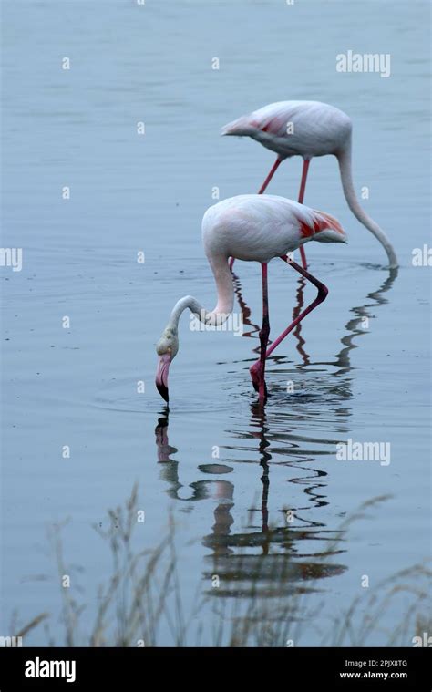 The real stars of the Cervia Salt Pans are the over 5,000 elegant pink ...